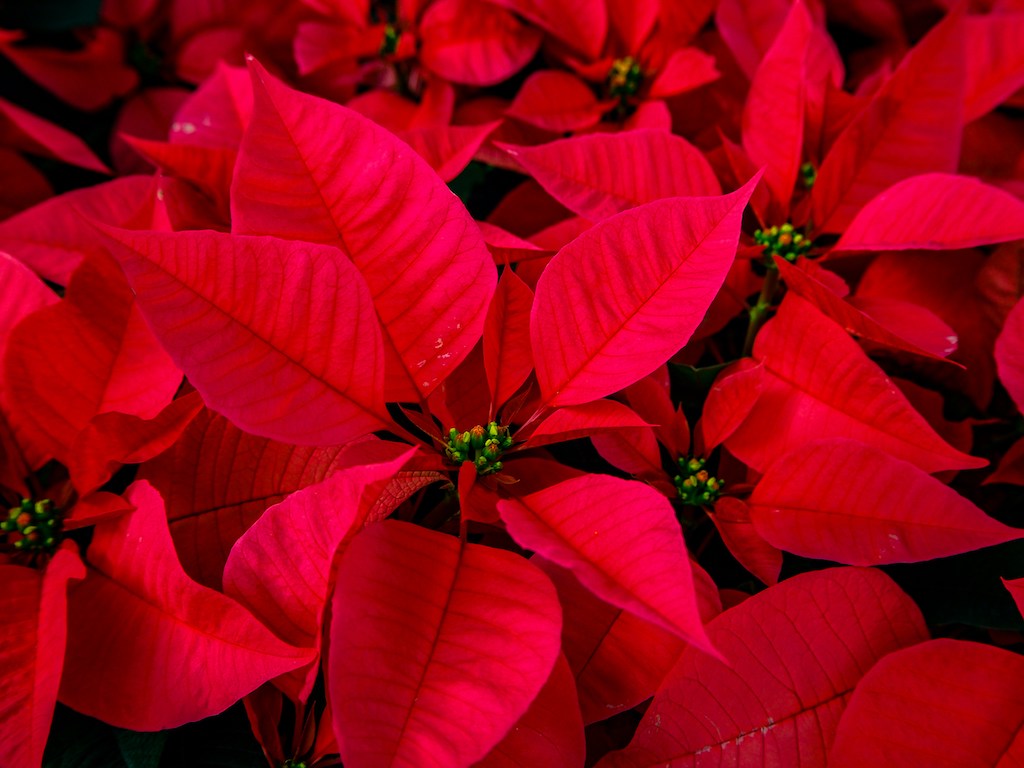 Featured image for “Celebrate National Poinsettia Day With a Red Laser Pointer!”